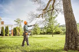 Best Tree Health Inspection  in USA